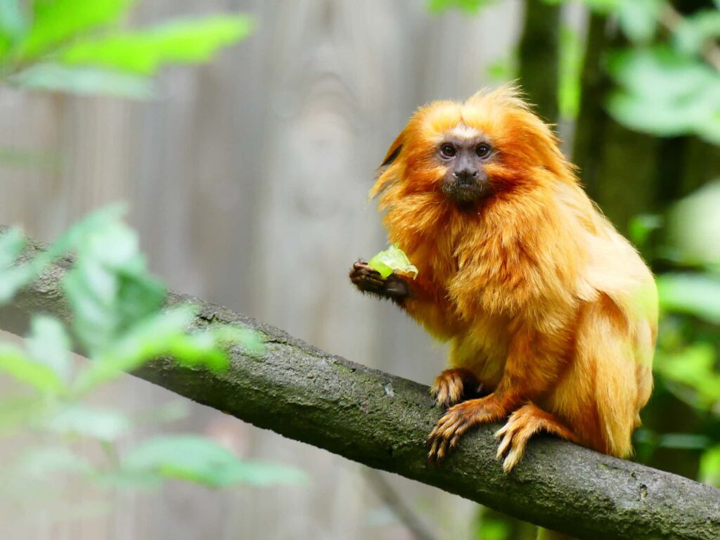 réserve zoologique de Calviac