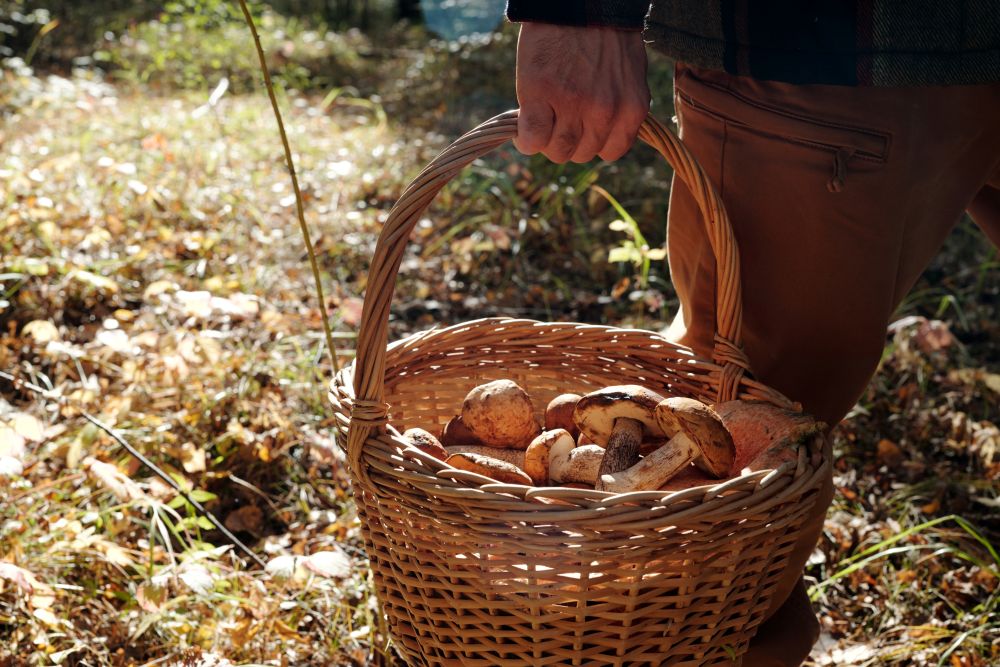 Champignons de Dordogne vers Sarlat