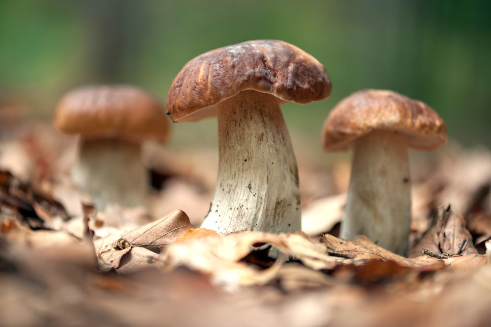 restaurant-sarlat-perigord-noir-champignons-cepes